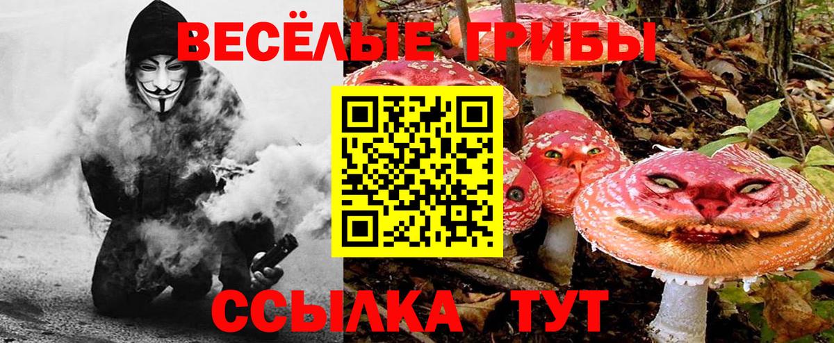 Галлюциногенные грибы Psilocybe Анжеро-Судженск
